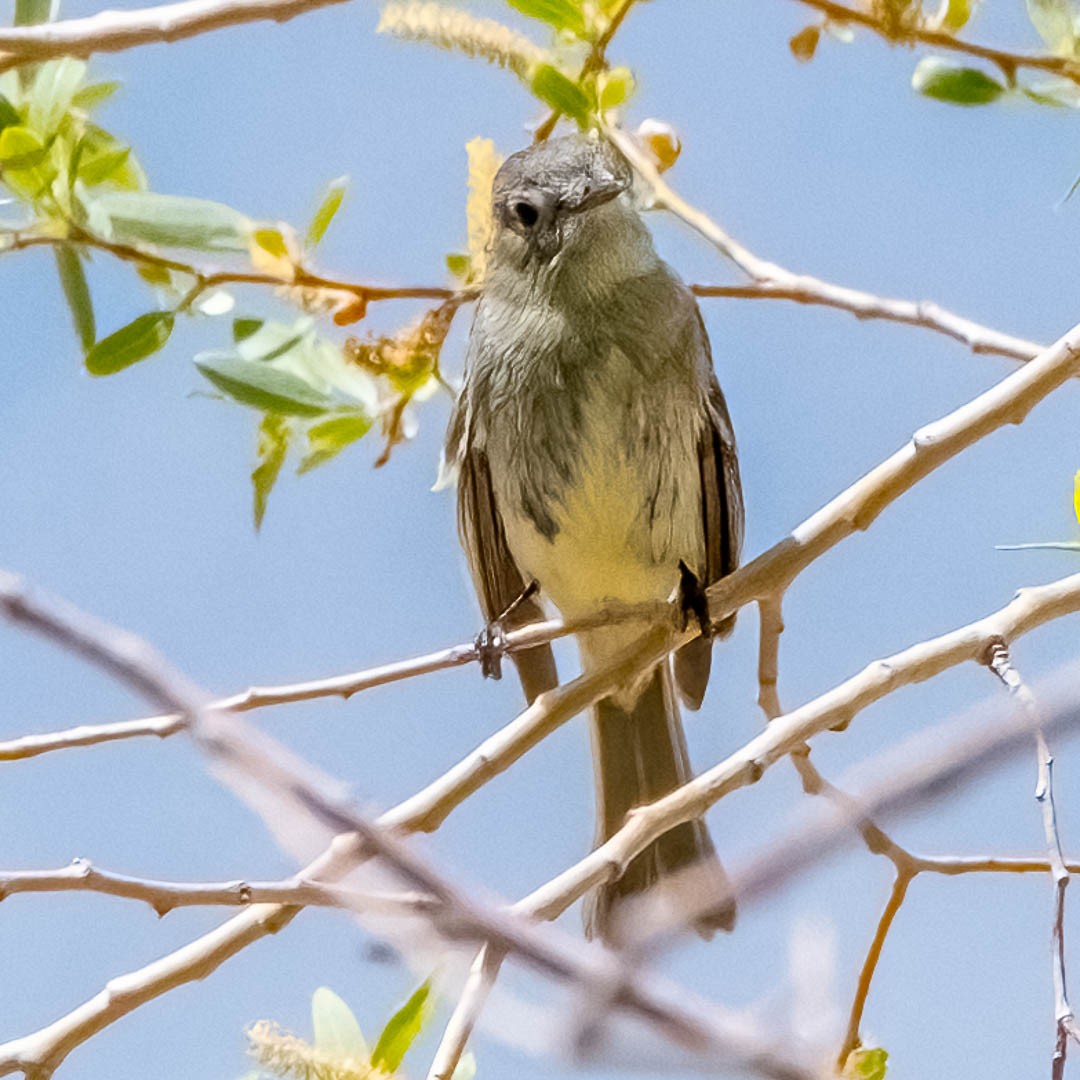 Gray Flycatcher - ML443550661