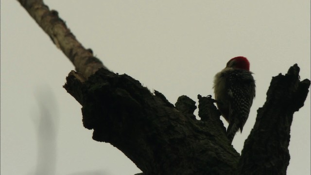 Red-bellied Woodpecker - ML443551