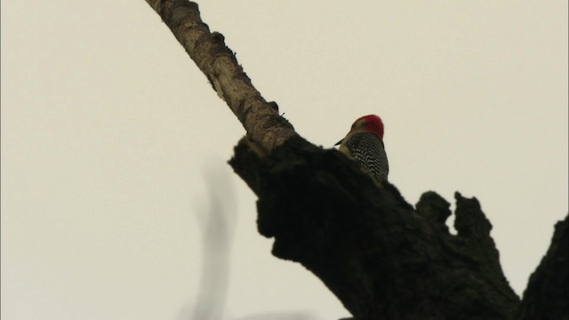 Red-bellied Woodpecker - ML443552