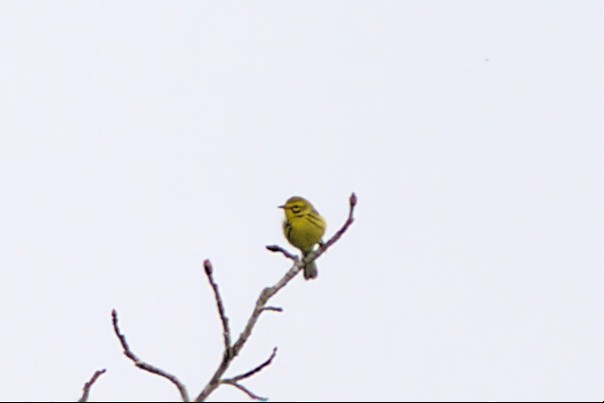 Prairie Warbler - ML443552961
