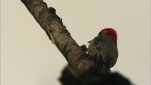 Red-bellied Woodpecker - ML443553
