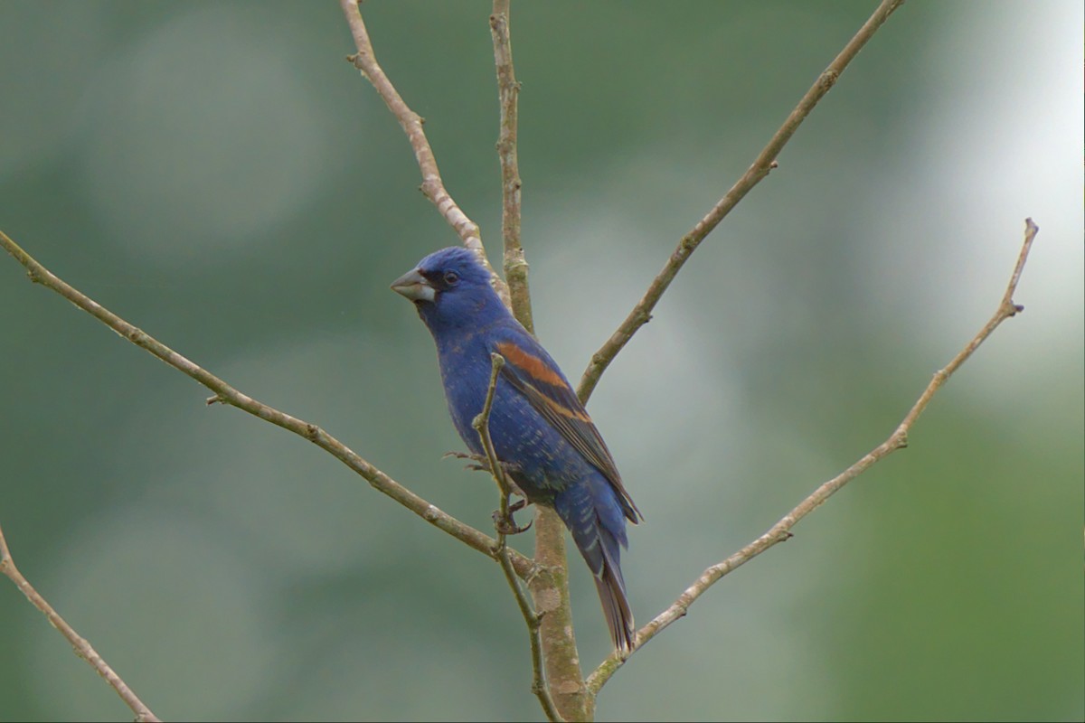 Blue Grosbeak - Mark Montazer