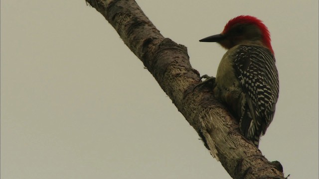 Red-bellied Woodpecker - ML443554