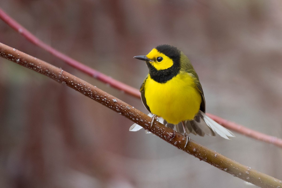 Hooded Warbler - ML443554201