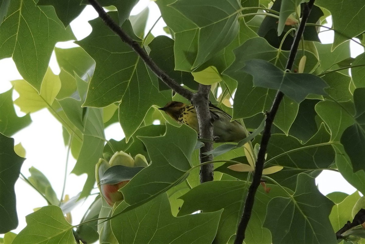 ホオアカアメリカムシクイ - ML443554221