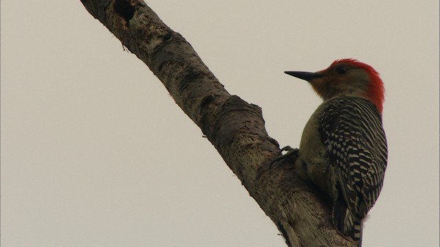 Red-bellied Woodpecker - ML443555
