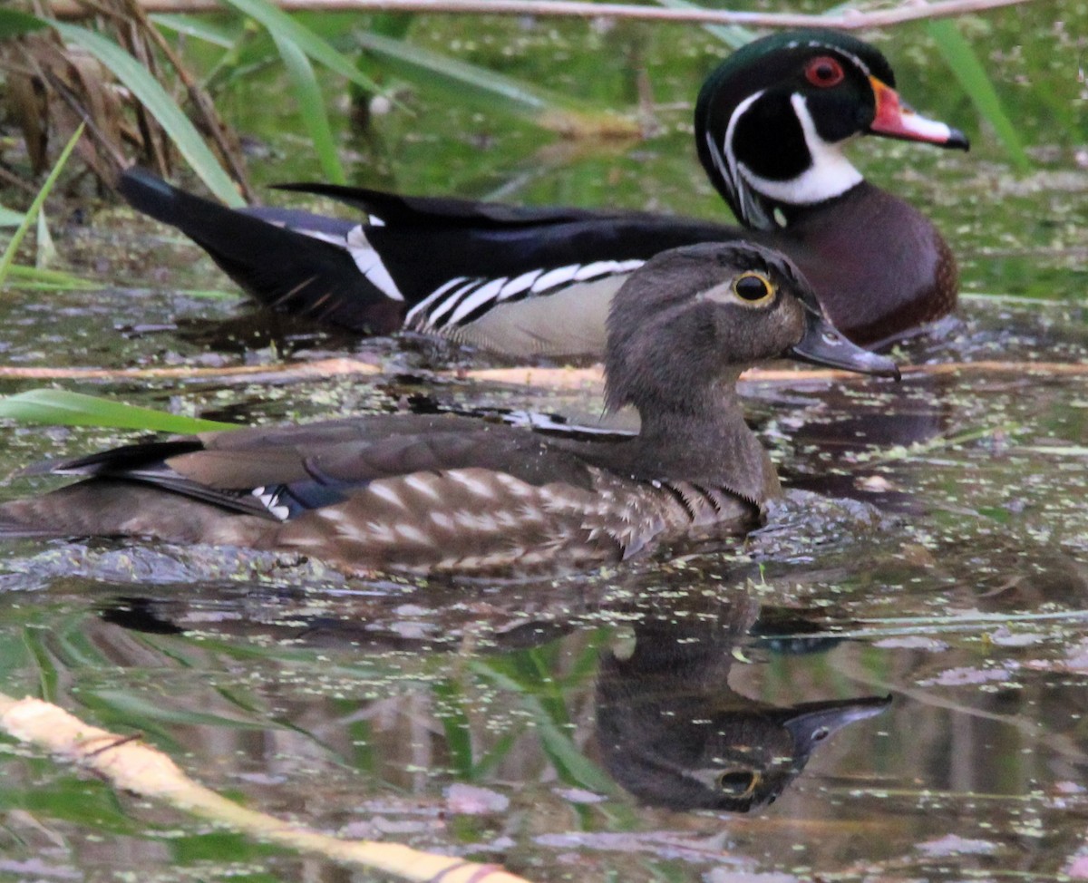 Wood Duck - ML443555311