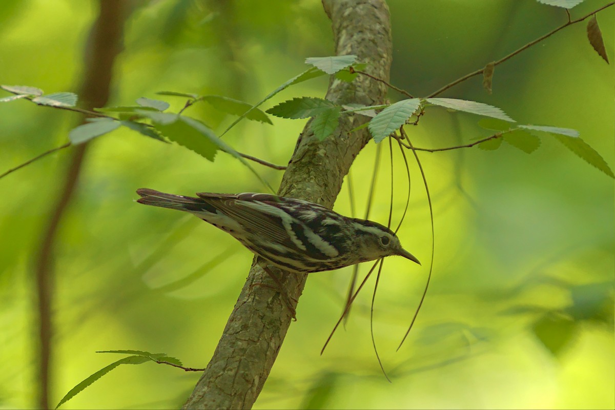 Black-and-white Warbler - ML443555571