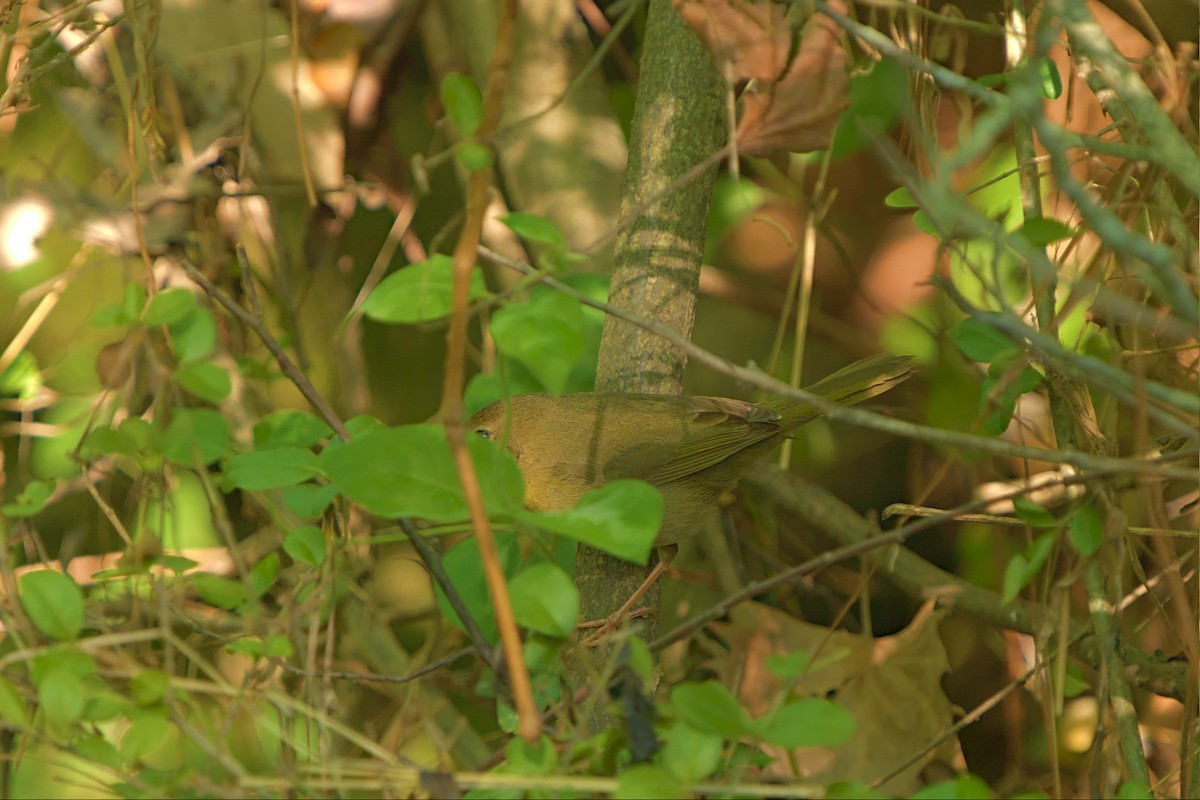 Common Yellowthroat - ML443555651