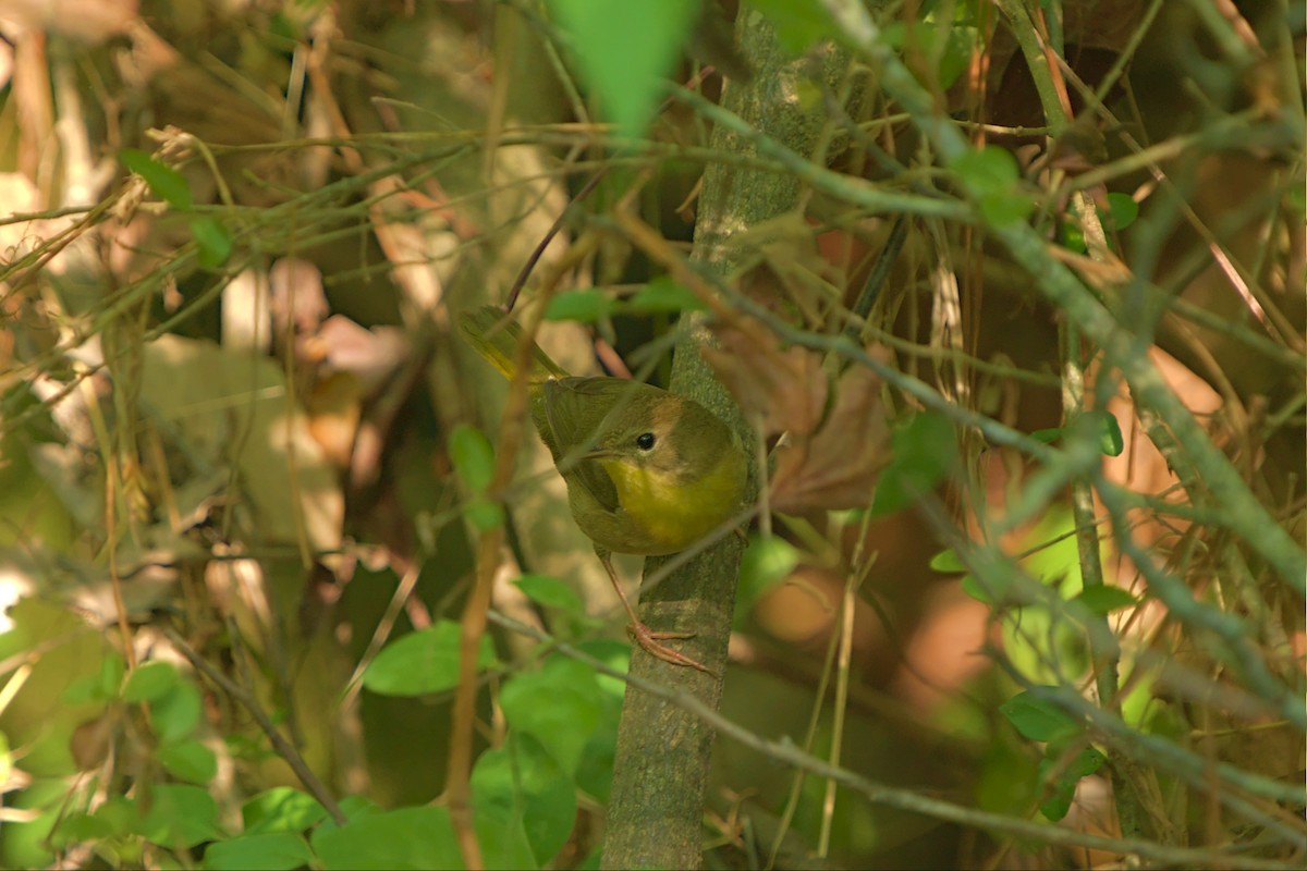 Common Yellowthroat - Mark Montazer