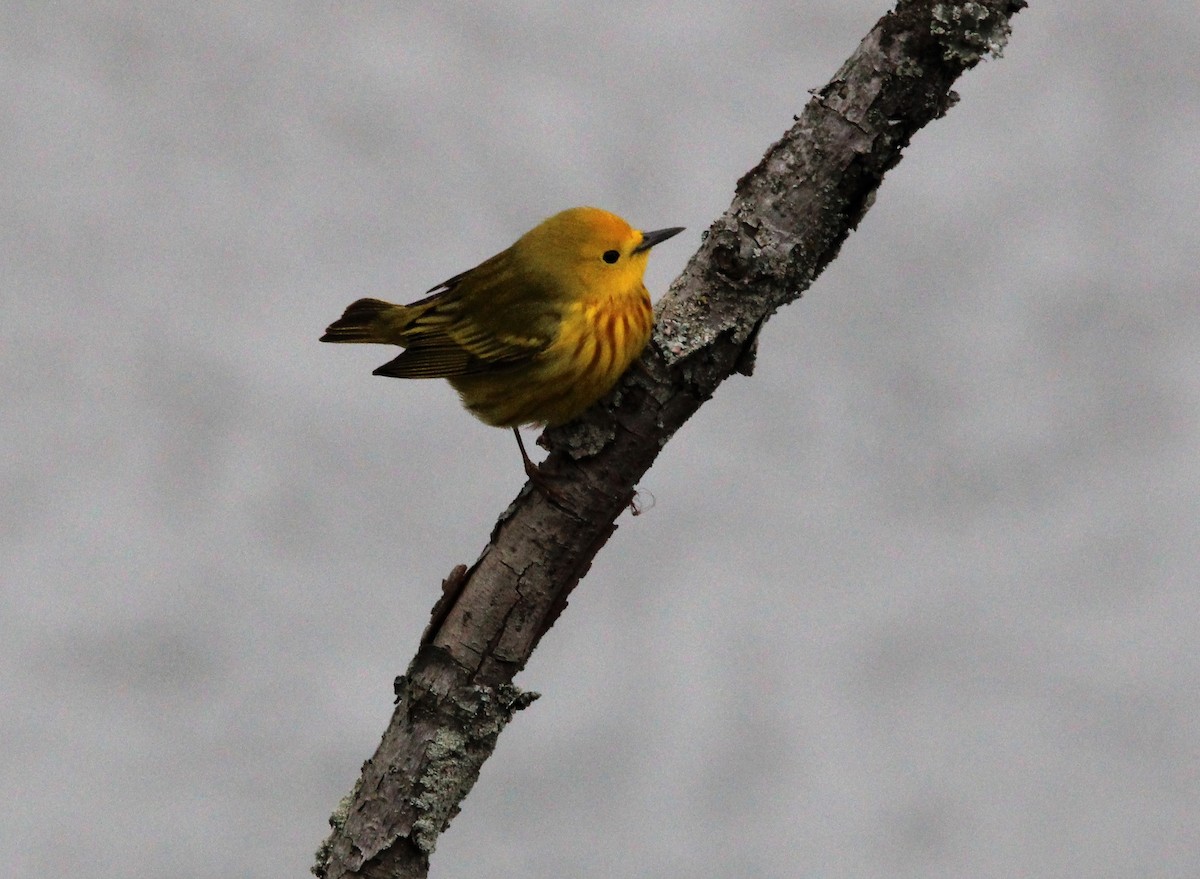 Yellow Warbler - ML443555911