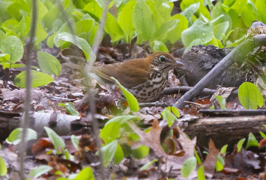 Wood Thrush - ML443556161