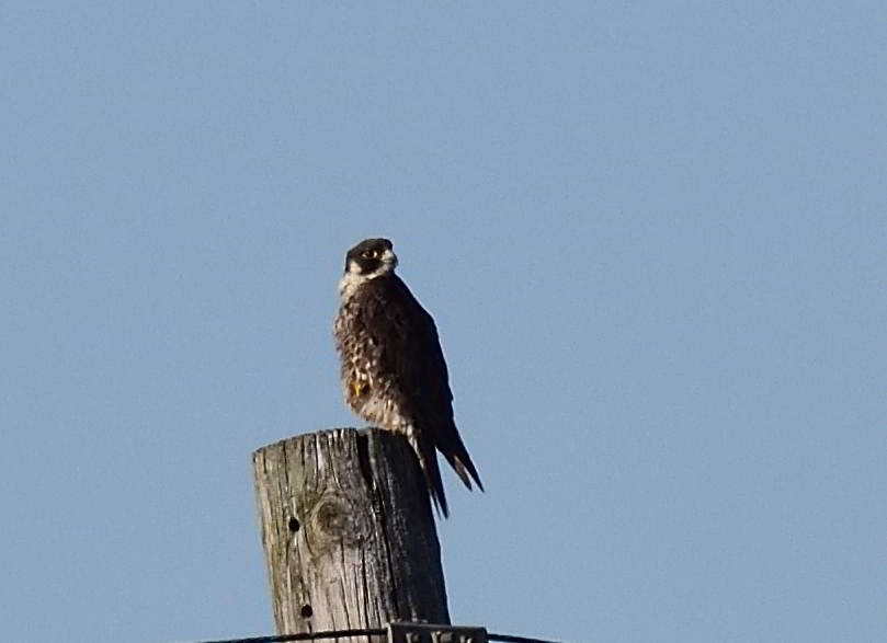 Peregrine Falcon - ML443556291