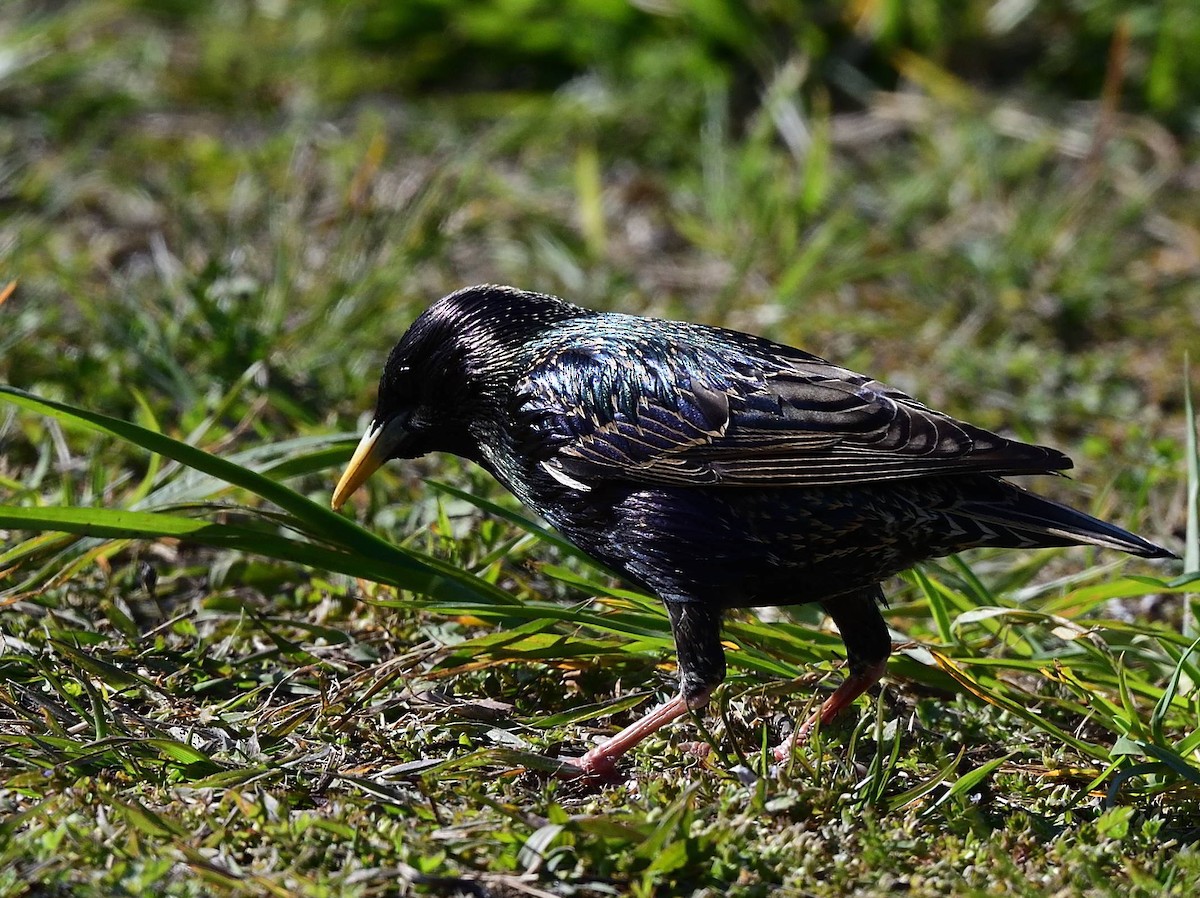 European Starling - ML443556321