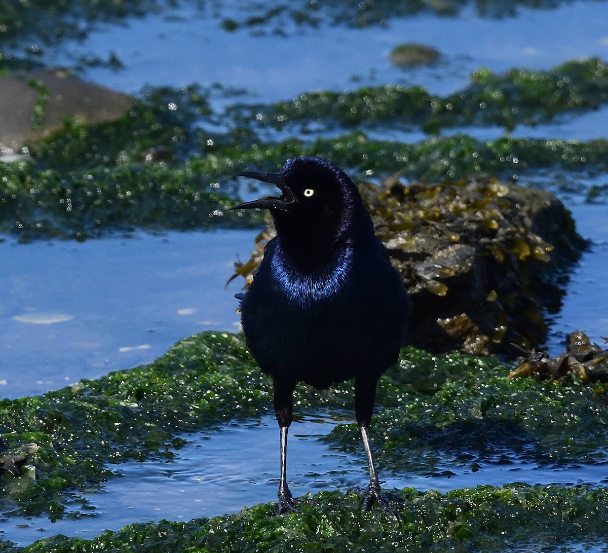 Boat-tailed Grackle - ML443556391