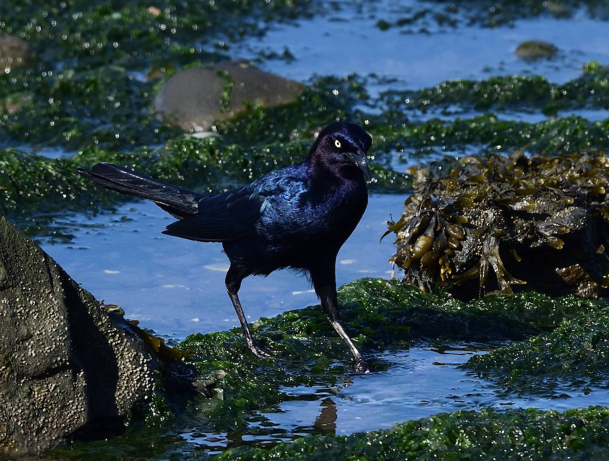 Boat-tailed Grackle - ML443556411