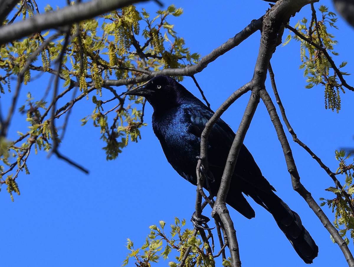 Boat-tailed Grackle - ML443556421