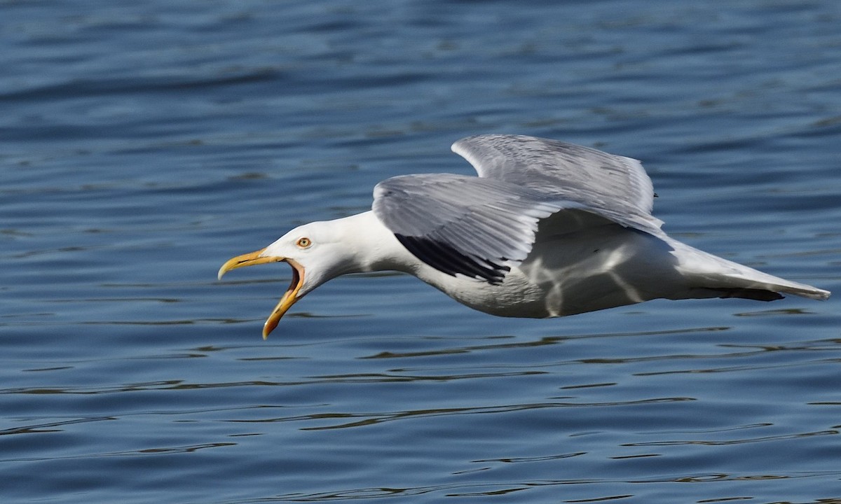 American Herring Gull - ML443556431