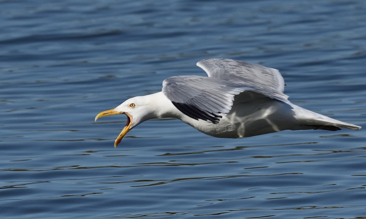 Herring Gull - ML443556431