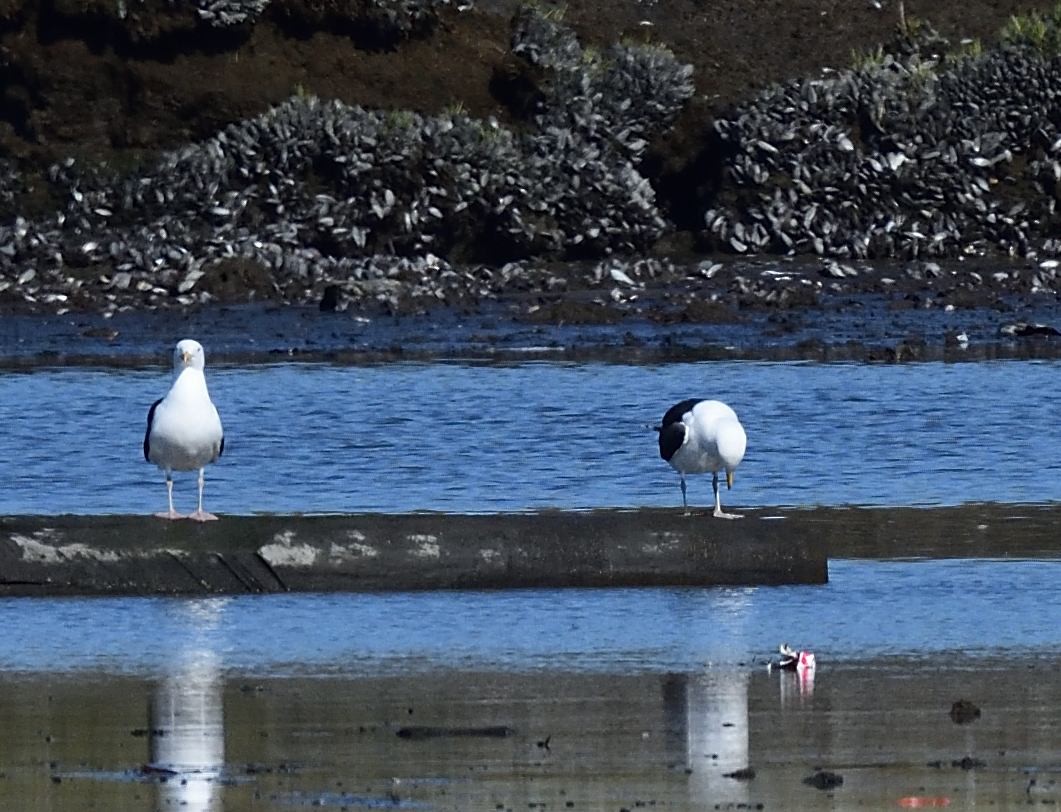 Great Black-backed Gull - ML443556461