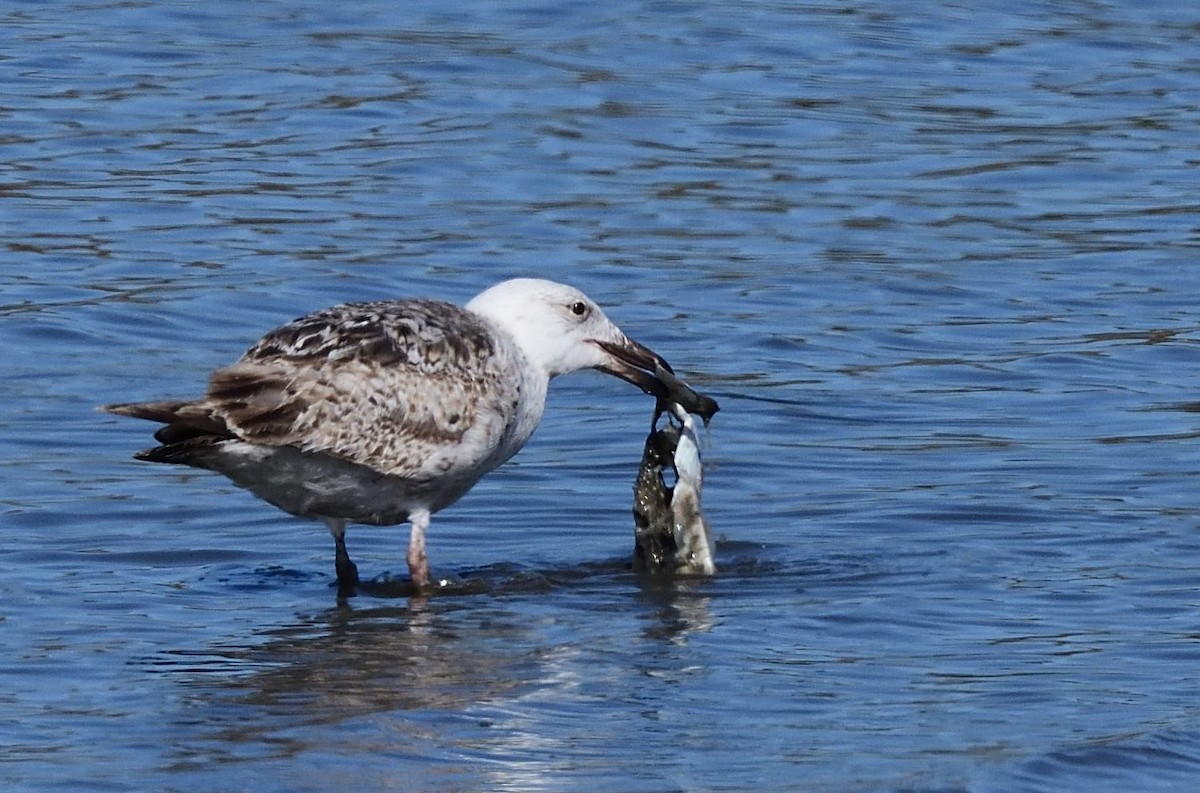 Great Black-backed Gull - ML443556471