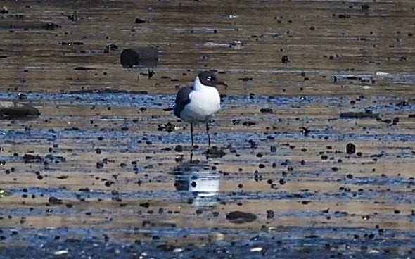 Laughing Gull - ML443556531