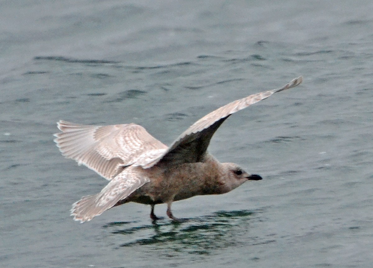 Iceland Gull (kumlieni/glaucoides) - Michael J Good