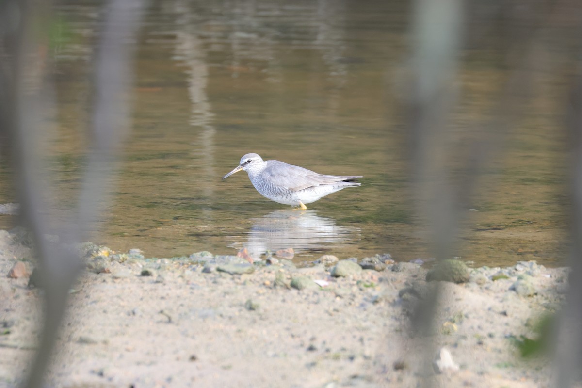 Gray-tailed Tattler - ML443556911