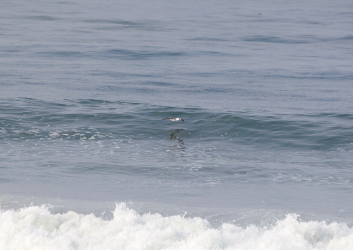 Peruvian Booby - George Lynch