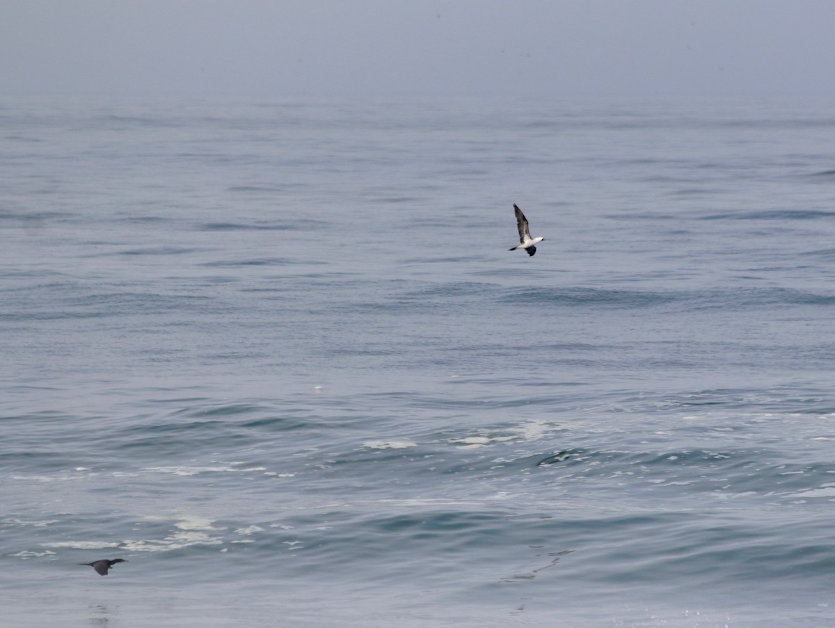 Peruvian Booby - ML443557781