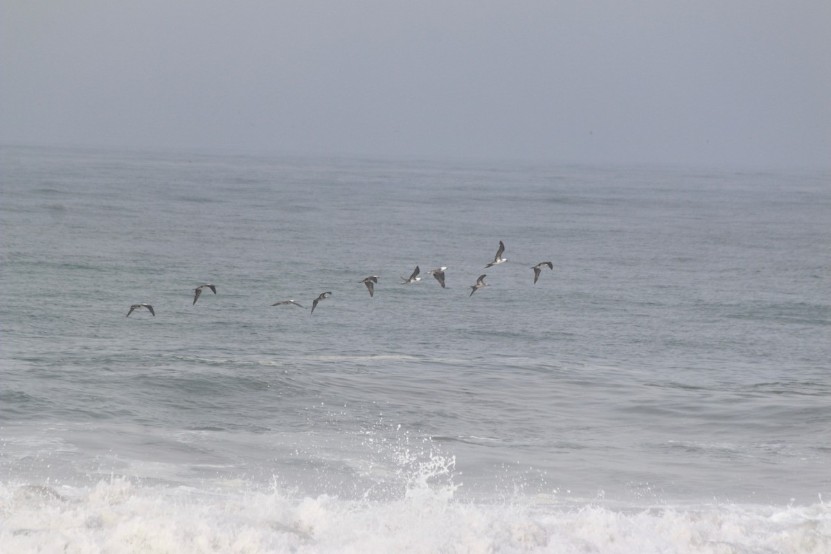 Peruvian Booby - ML443559381