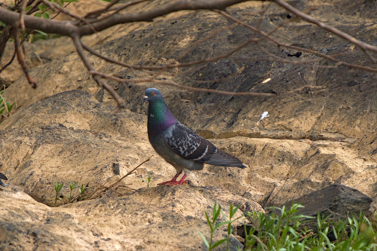 Pigeon biset (forme domestique) - ML443559781