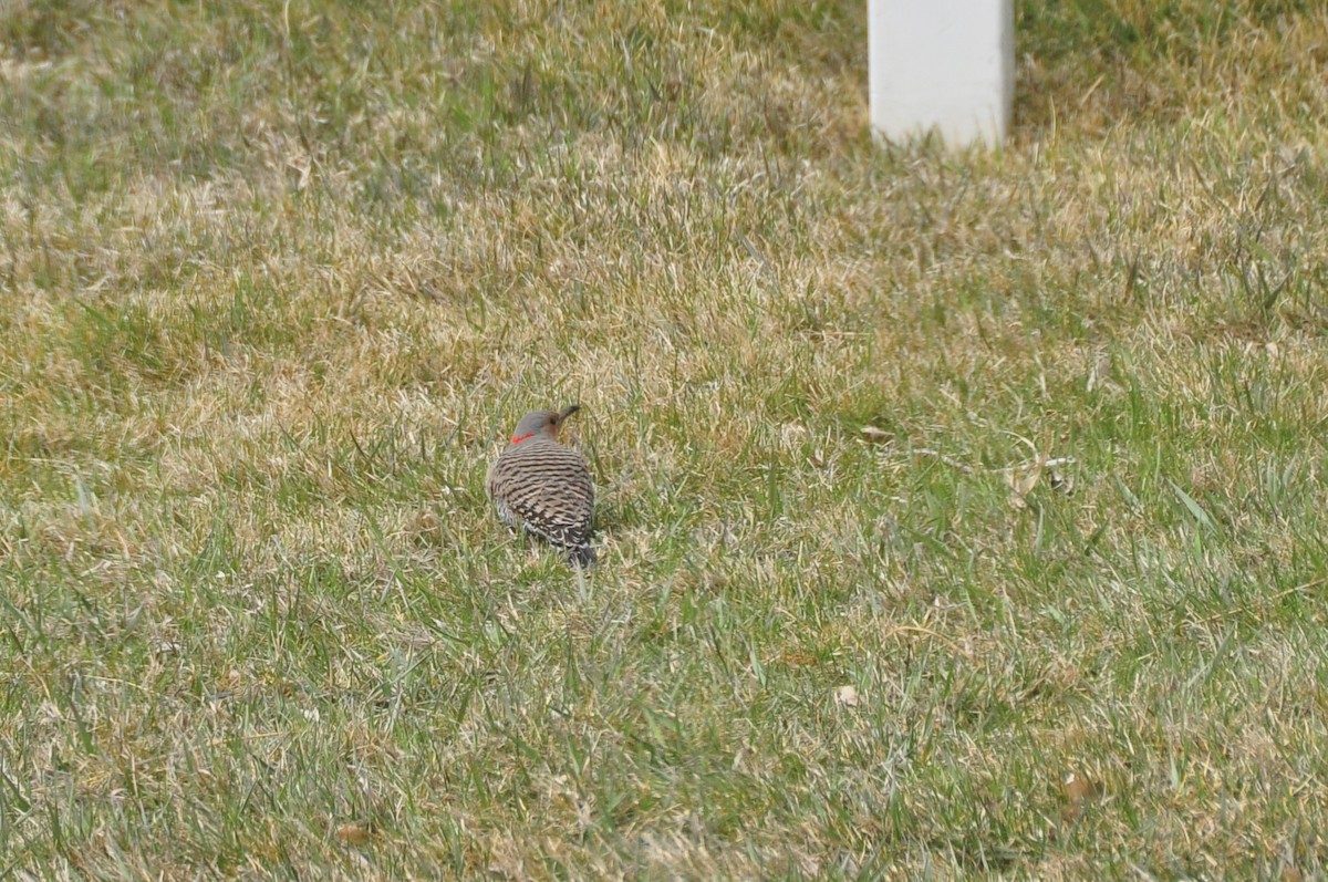 Northern Flicker (Yellow-shafted) - ML443559921