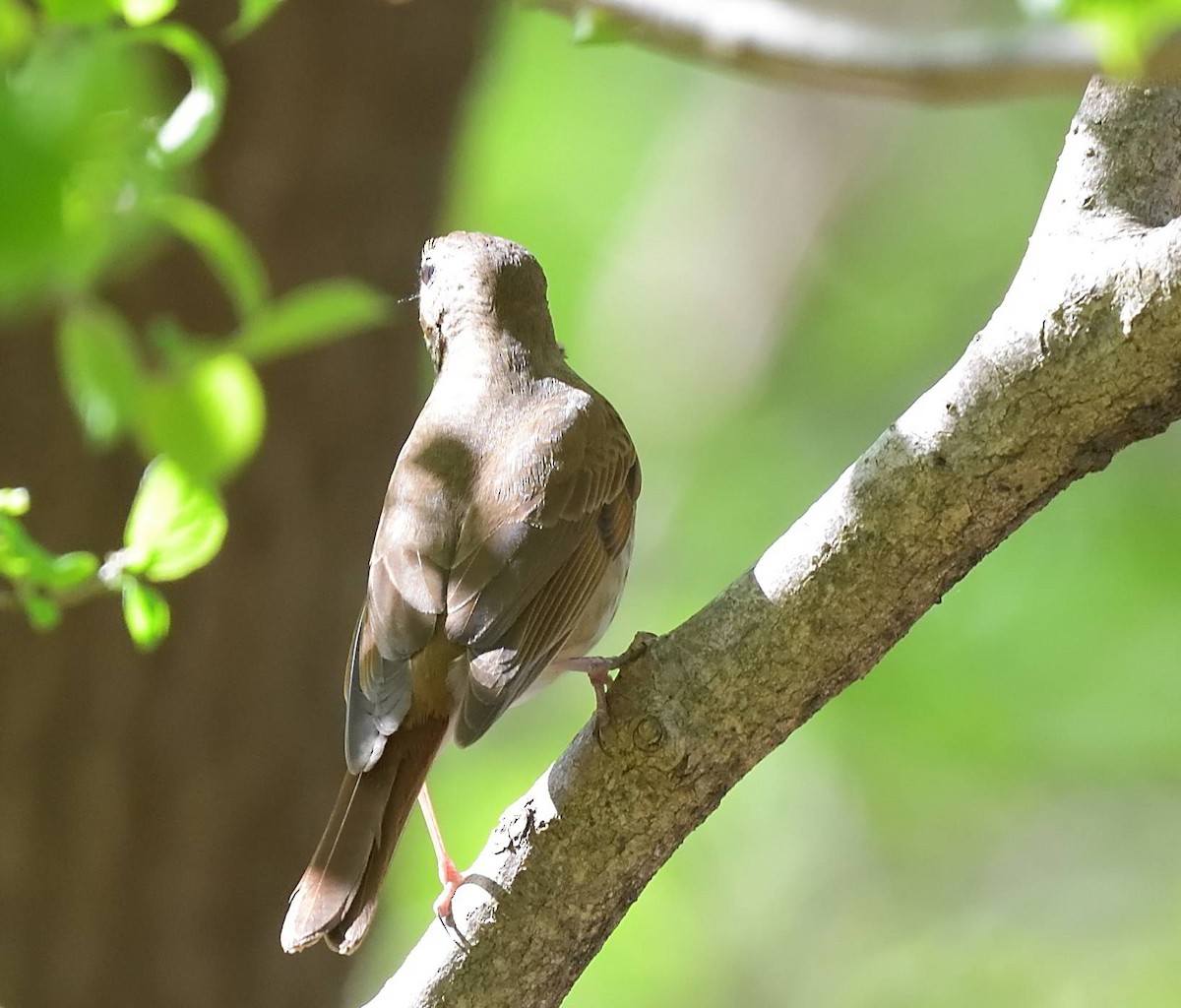 Hermit Thrush - ML443560201