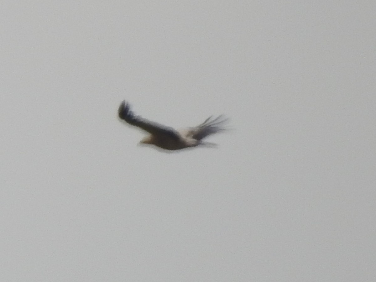 Spanish Eagle - ML443560241