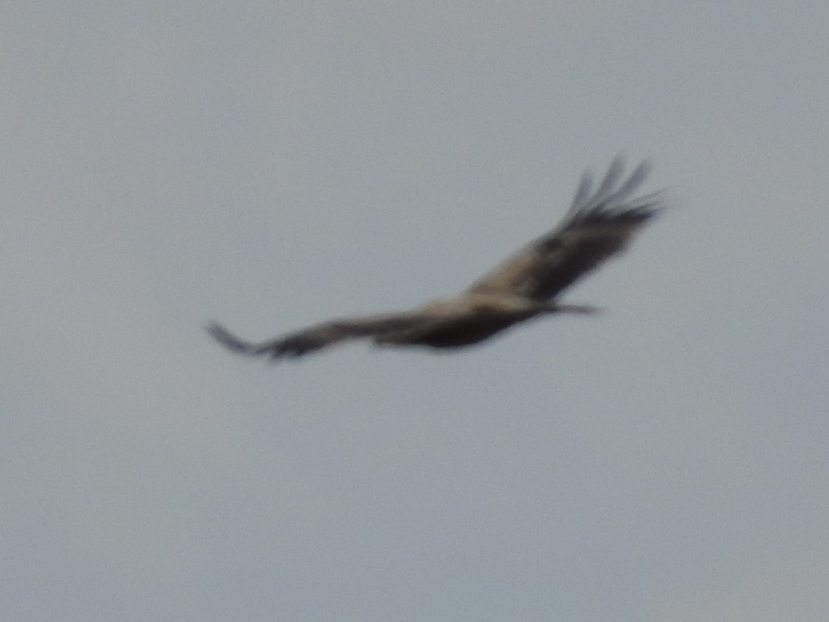 Spanish Eagle - ML443560251