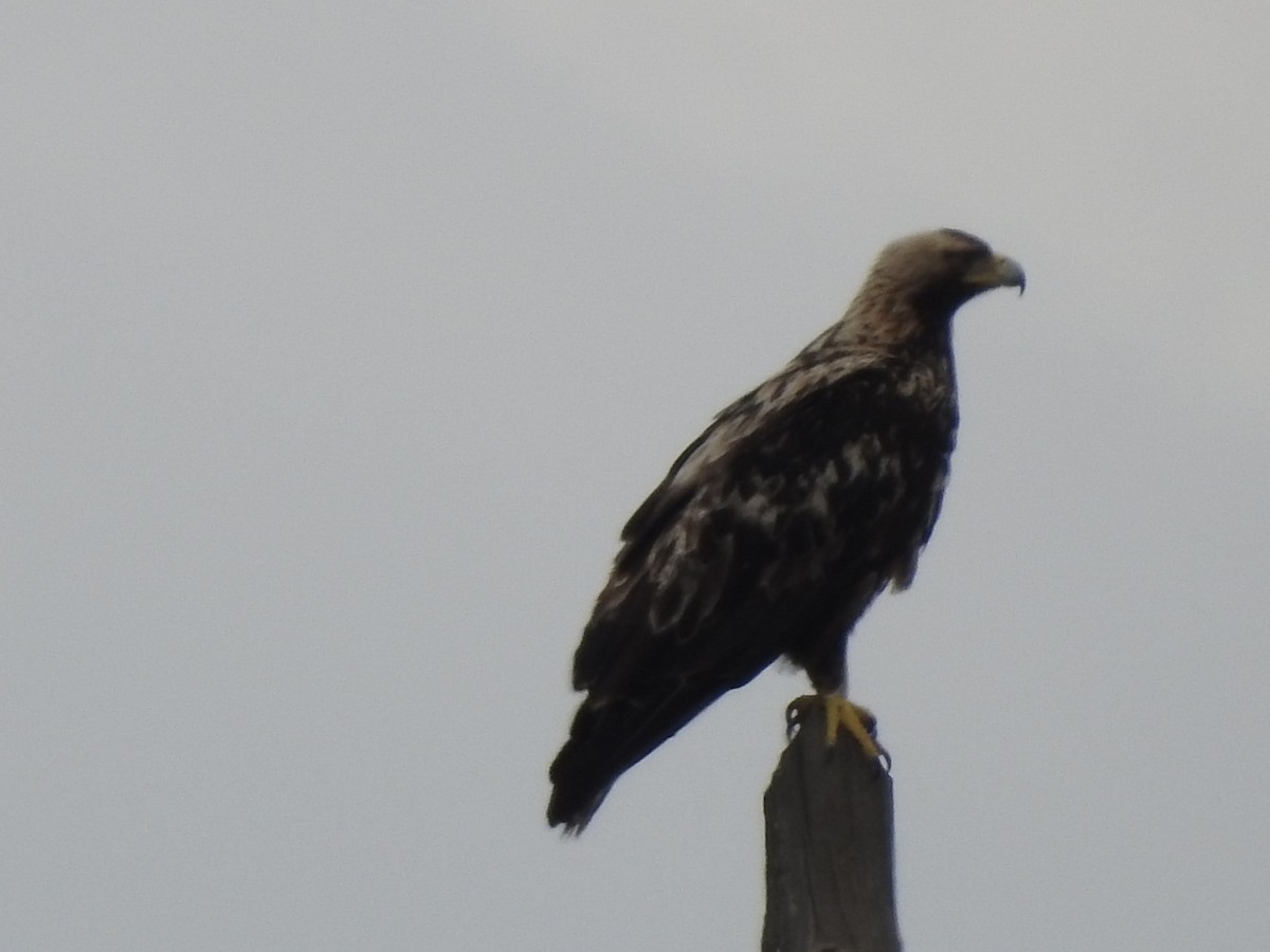 Spanish Eagle - ML443560261