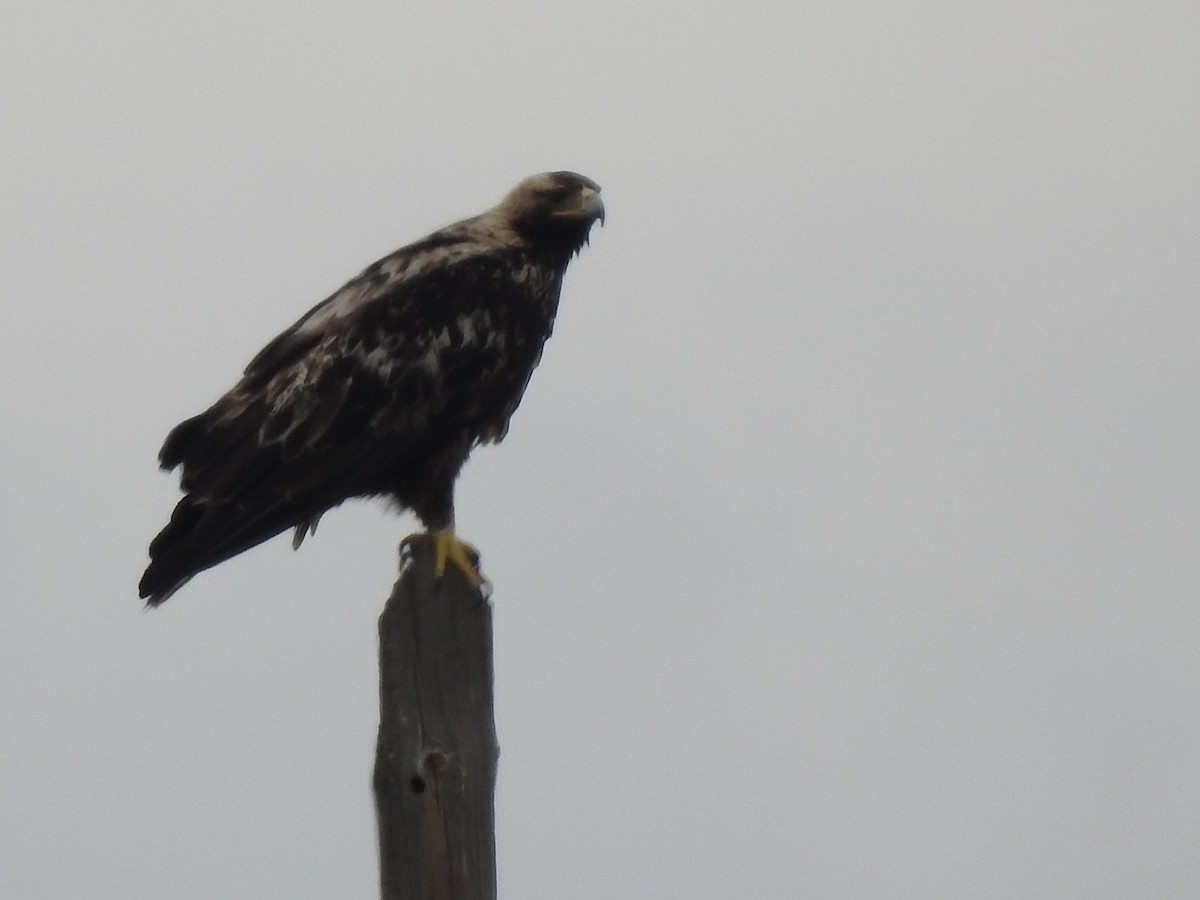 Spanish Eagle - ML443560281