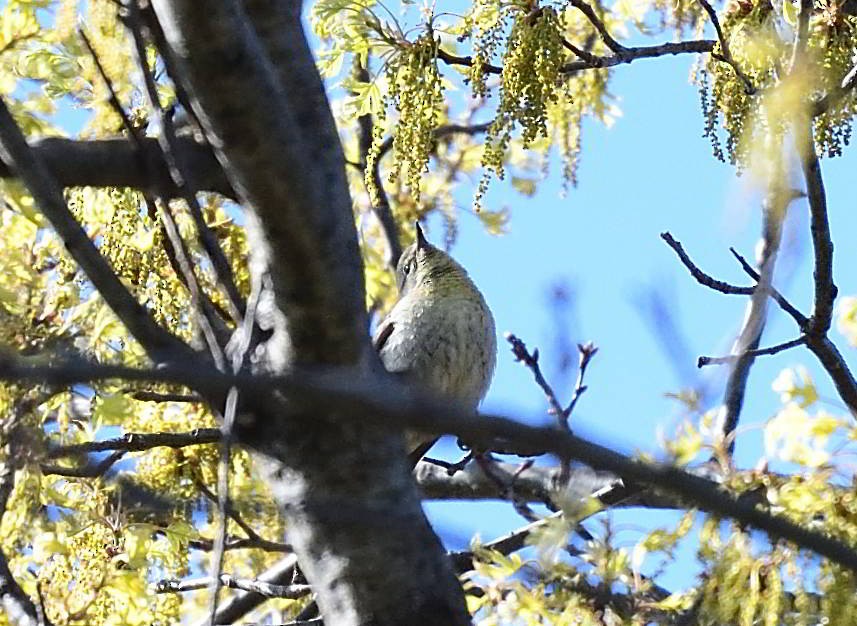 Pine Warbler - Cesar Castillo