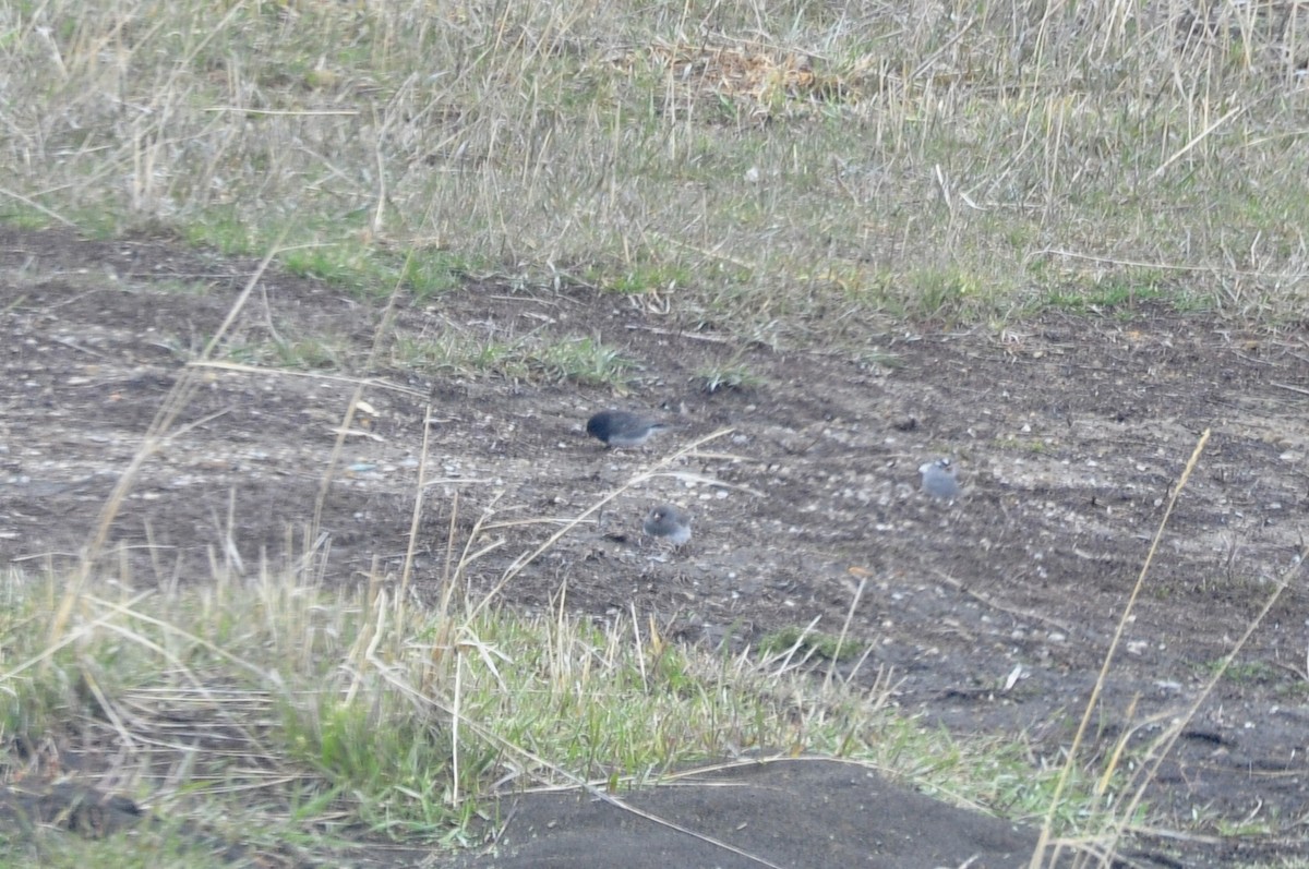 Dark-eyed Junco (cismontanus) - ML443560551