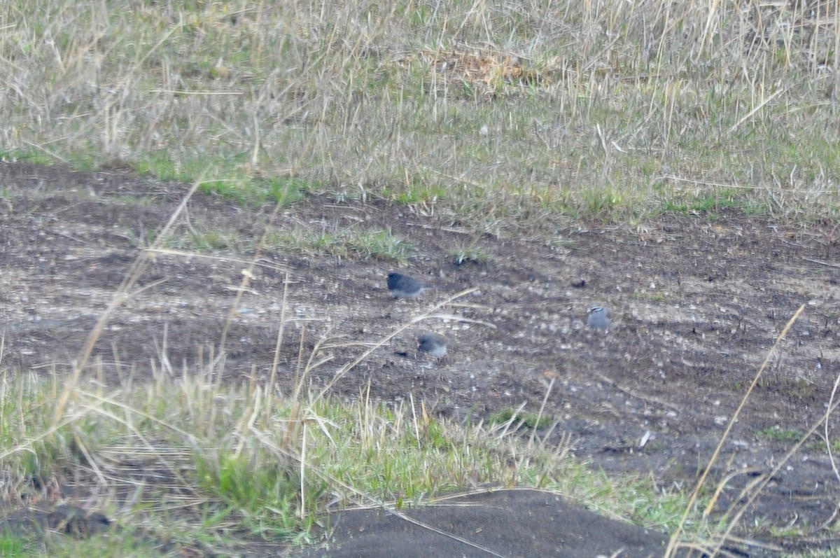 Dark-eyed Junco (cismontanus) - ML443560631