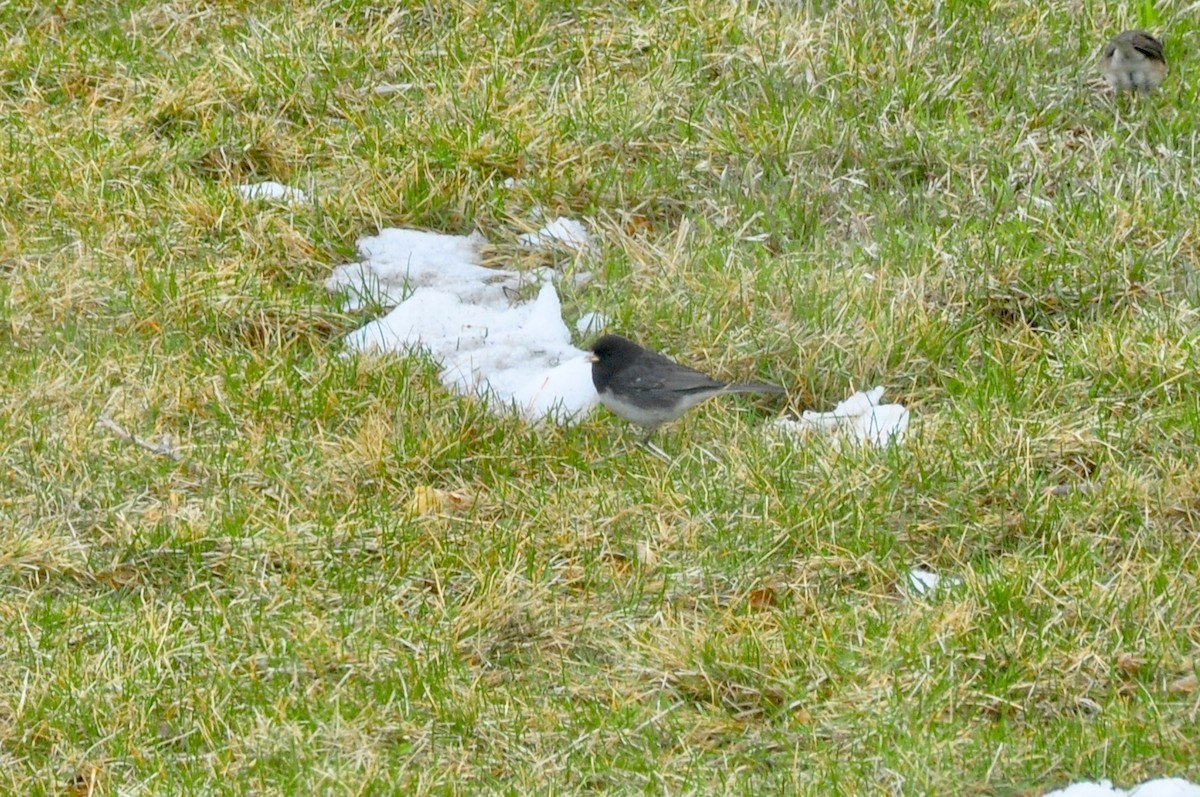 Dark-eyed Junco (cismontanus) - ML443560671