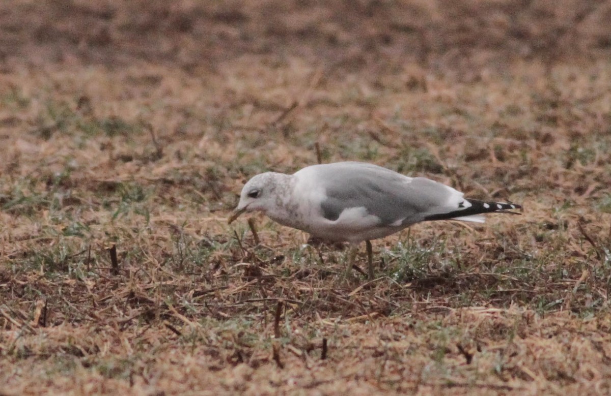 Common/Short-billed Gull - ML44356071