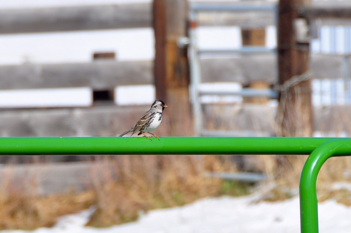 Harris's Sparrow - ML443562661