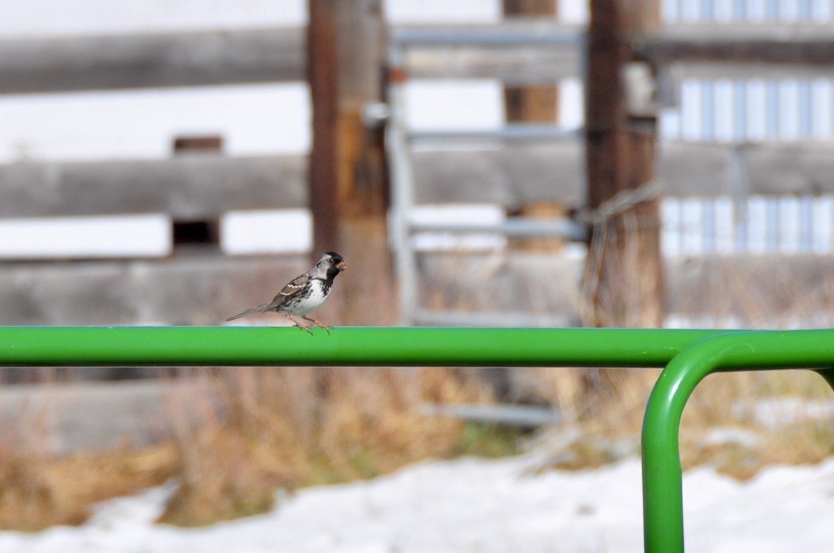 Harris's Sparrow - ML443562681