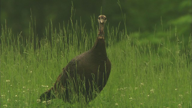 Wild Turkey - ML443563