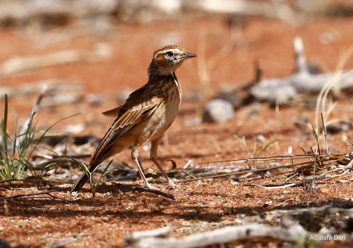 Collared Lark - ML443563331