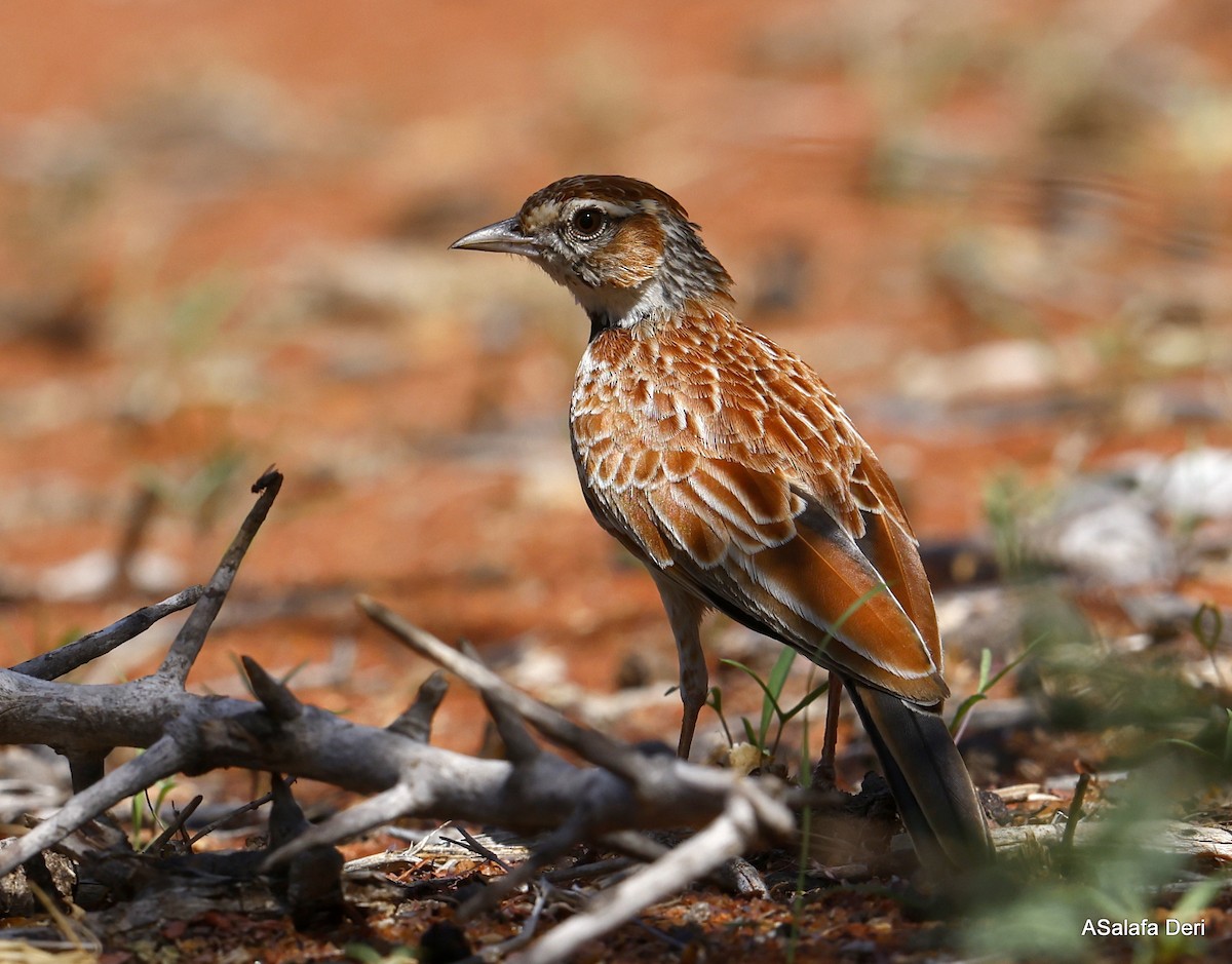 Collared Lark - ML443563341