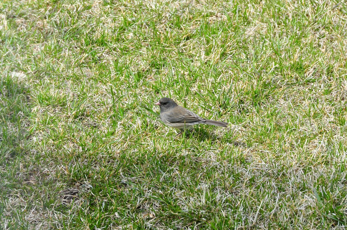 Dark-eyed Junco (Slate-colored) - ML443563361