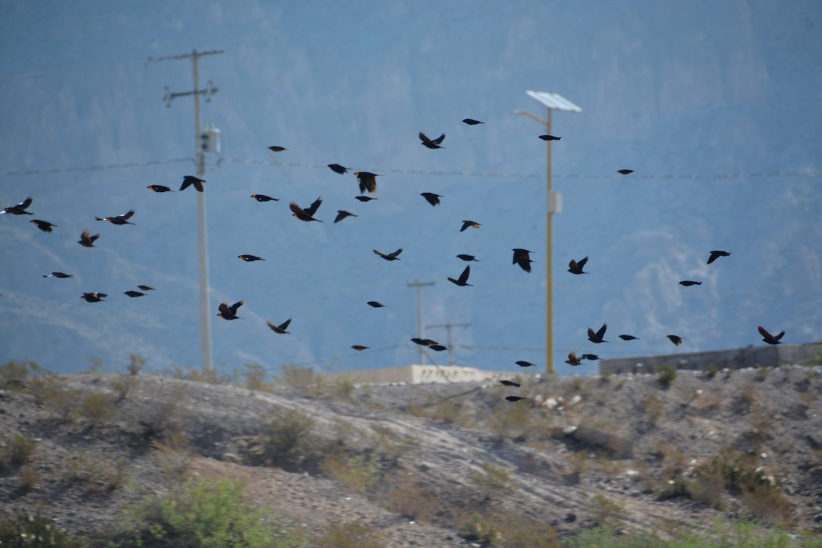 Yellow-headed Blackbird - ML443564281